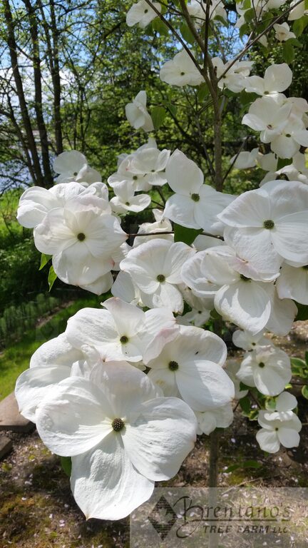 Eddie’s White Wonder Dogwood