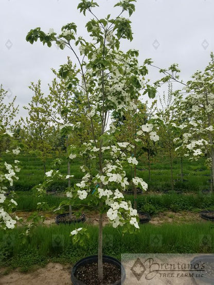 Eddie’s White Wonder Dogwood