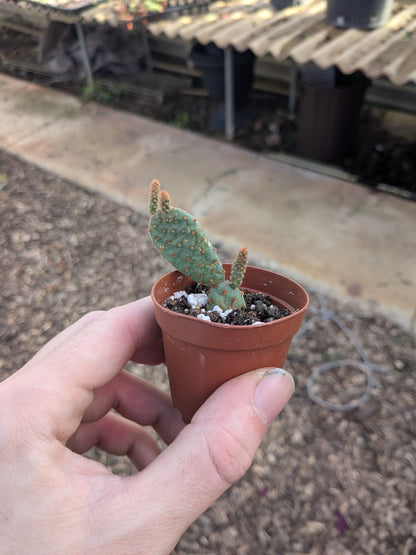 Opuntia - 2” Pot