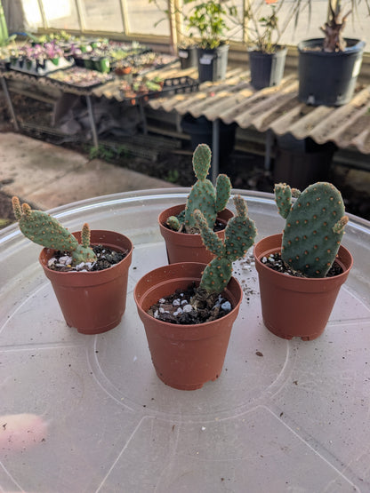 Opuntia - 2” Pot
