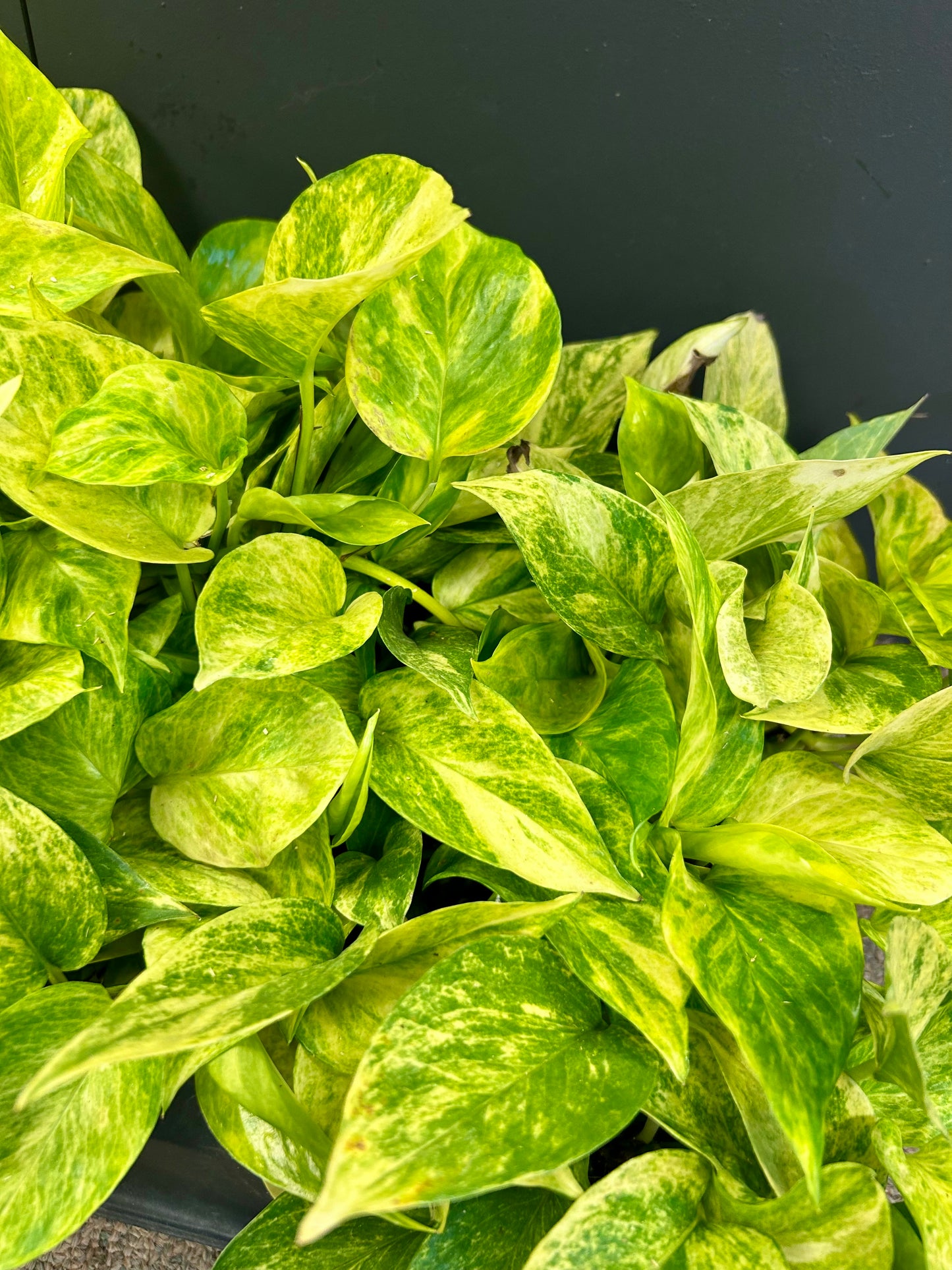 4.5” Neon Queen Pothos