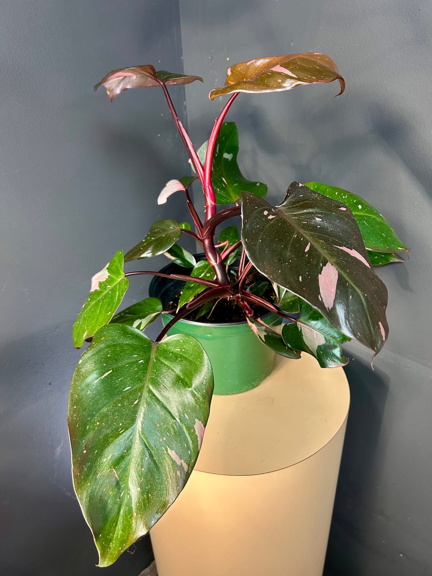 9” Pink Princess Philodendron