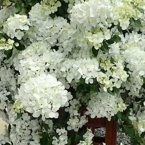 #3 Hydrangea x ‘Fairytrail White’ Hydrangea