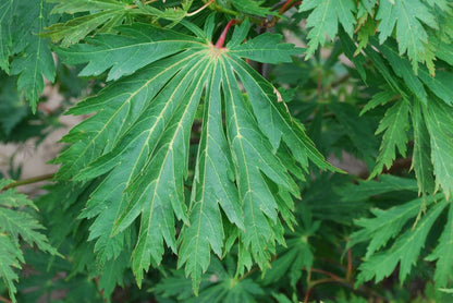Boxed Acer japonicum ‘Aconitifolium’ Fernleaf Fullmoon Japanese Maple