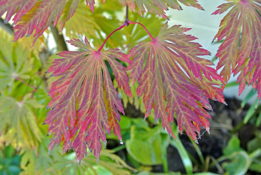 Boxed Acer japonicum ‘Aconitifolium’ Fernleaf Fullmoon Japanese Maple