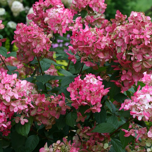 #3 Hydrangea paniculata ‘Fire Light’ Hydrangea