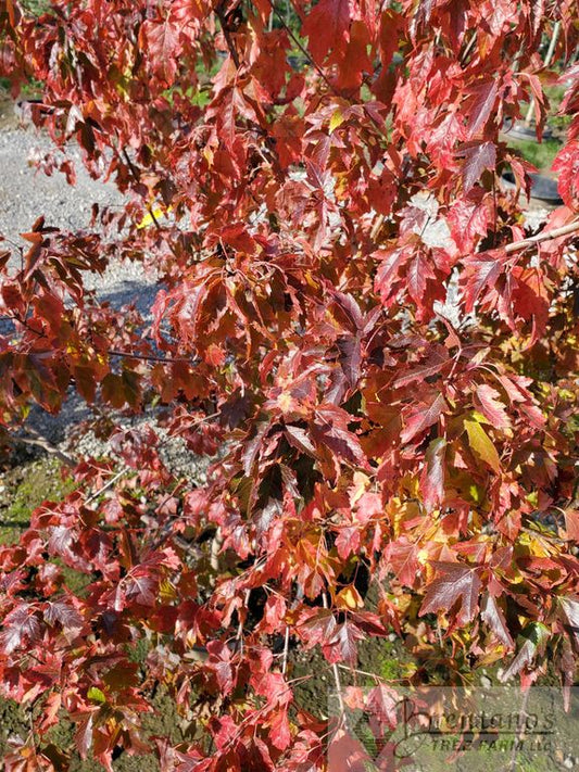 Flame Amur Maple (multi-stem)