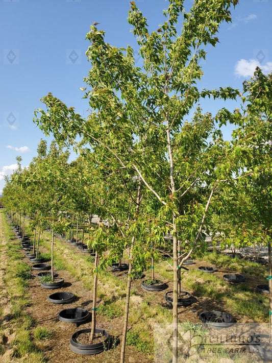 Flame Amur Maple (multi-stem)