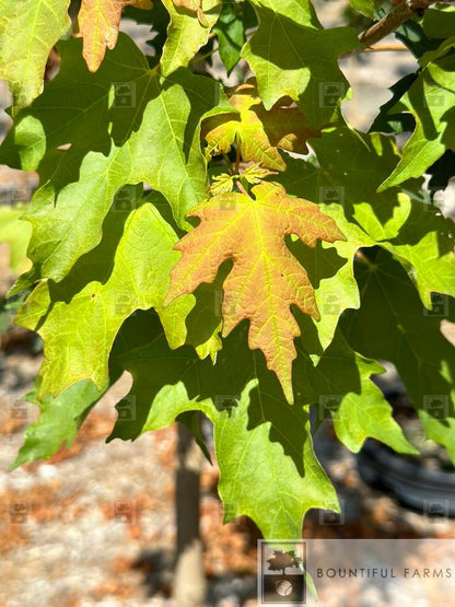 #25 Flashfire® Sugar Maple