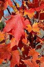 #25 Flashfire® Sugar Maple