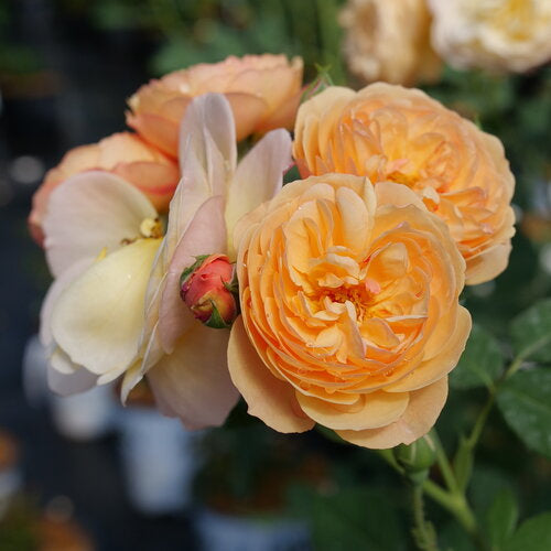 #3 Rosa ‘Flavorette Honey-Apricot’ Rose