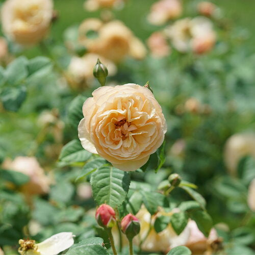#3 Rosa ‘Flavorette Honey-Apricot’ Rose