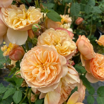 #3 Rosa ‘Flavorette Honey-Apricot’ Rose