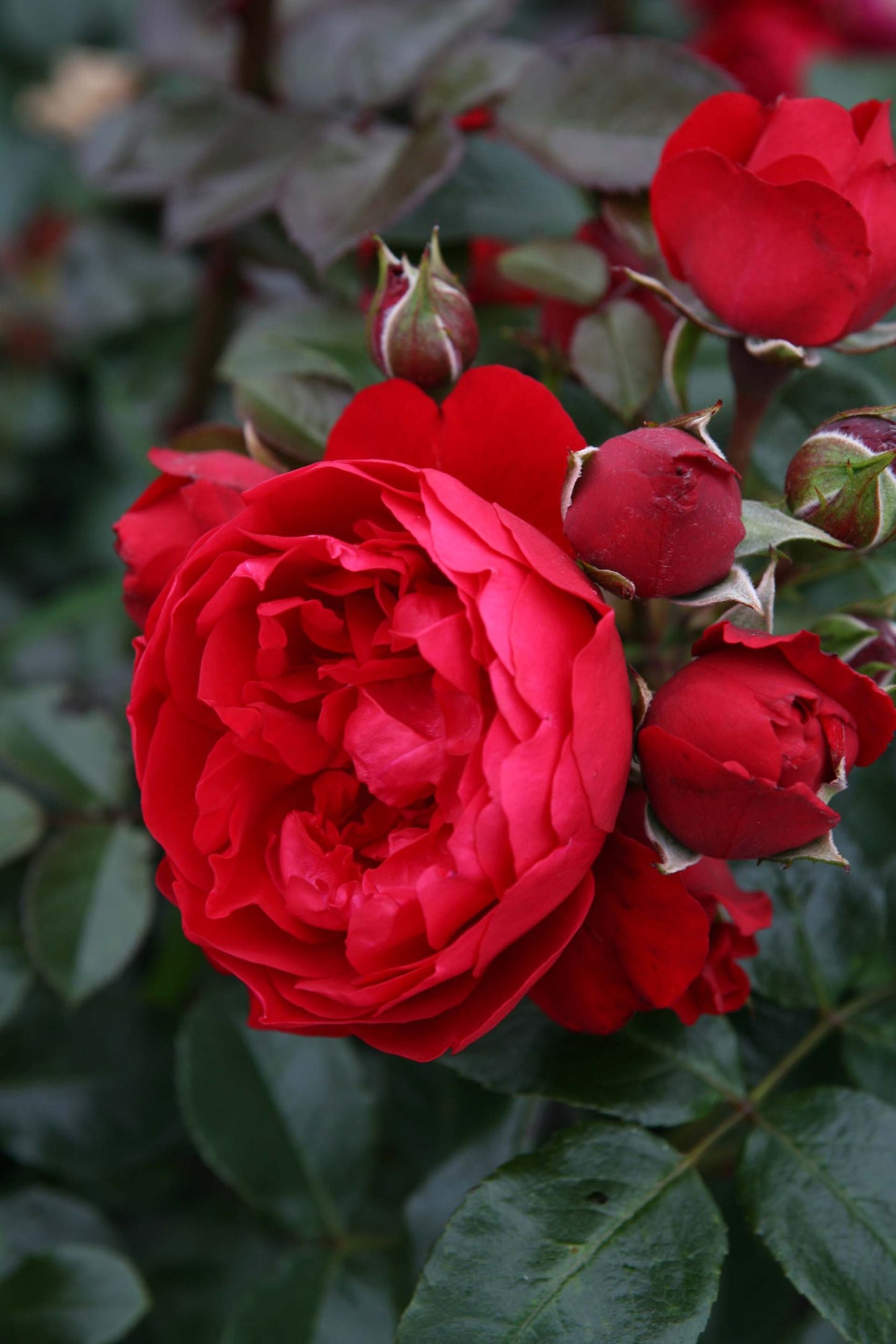 #10 Florentina Arborose