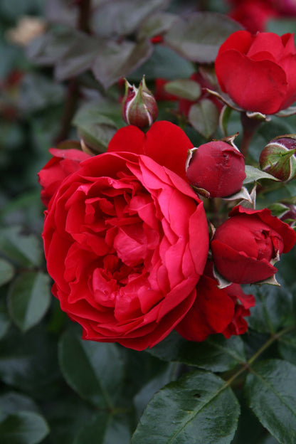 #10 Florentina Arborose