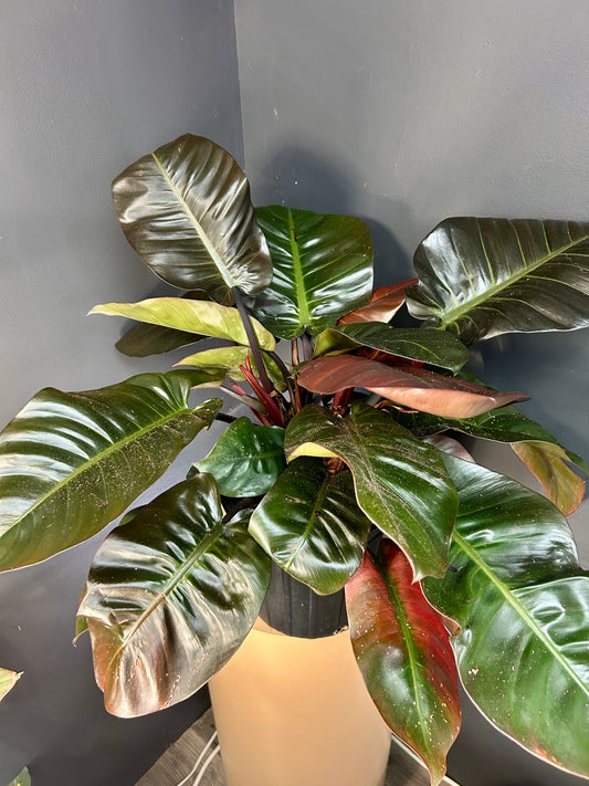 8” Philodendron Black Cardinal