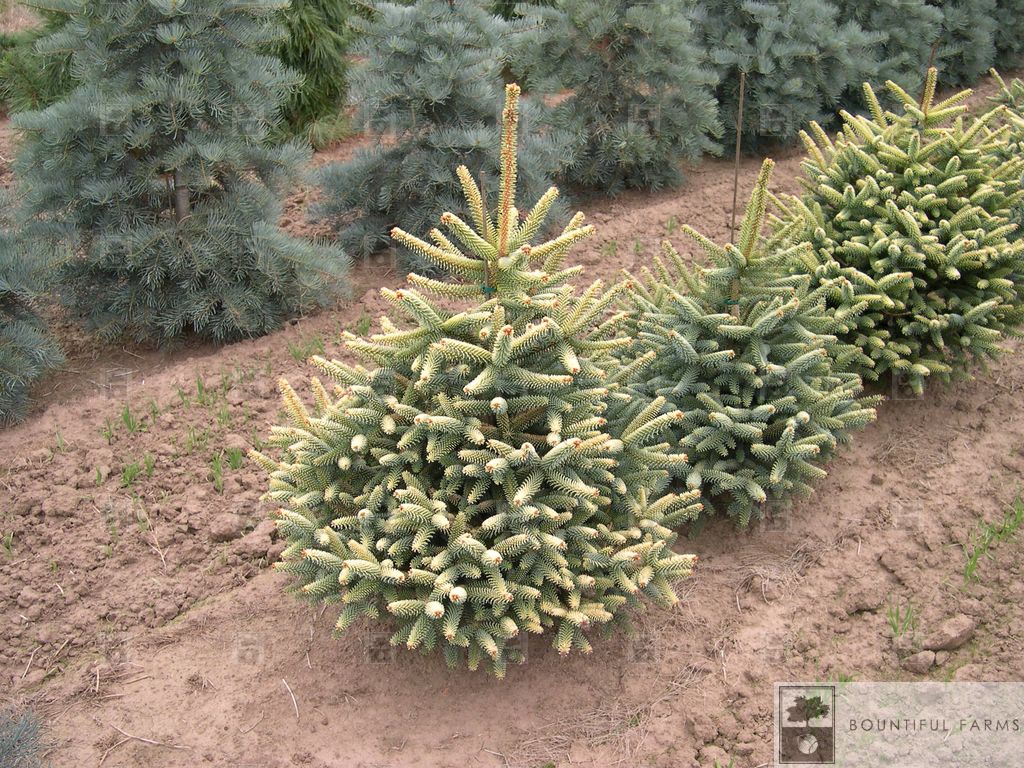 B&B Golden Spanish Fir