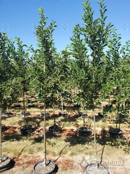 Green Gable™ Black Tupelo