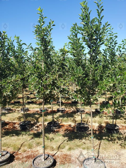 Green Gable™ Black Tupelo