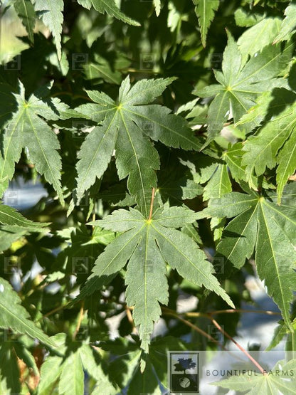 #20 Green Japanese Maple (clump)