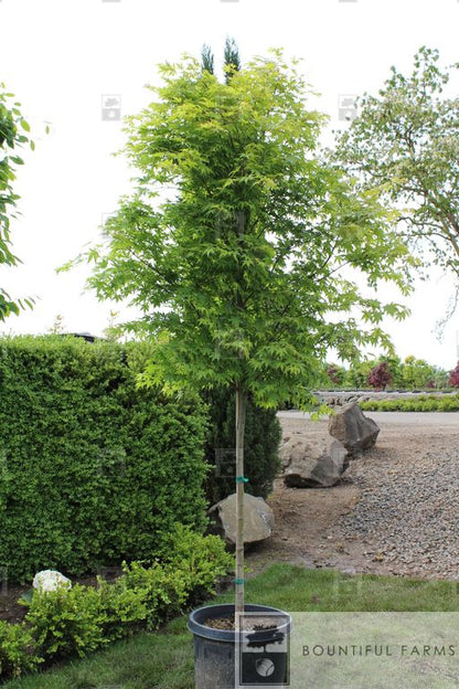 #20 Green Japanese Maple (clump)