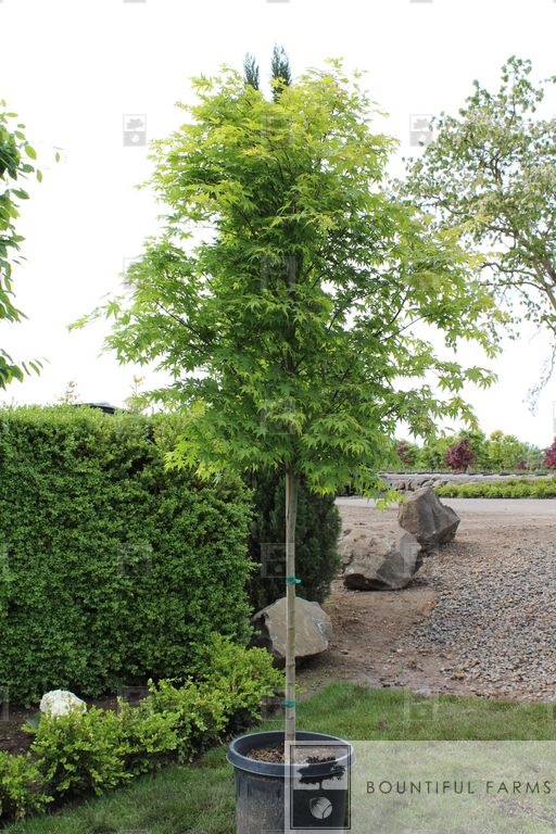 #20 Green Japanese Maple (clump)