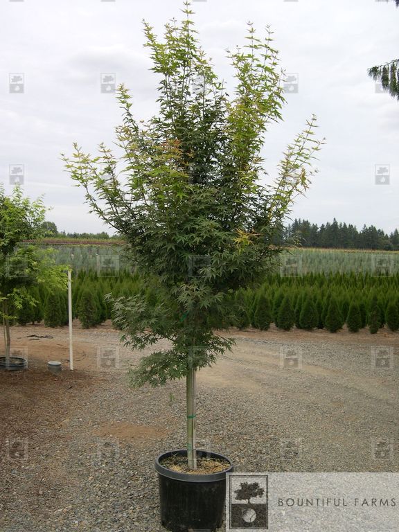 #20 Green Japanese Maple (clump)