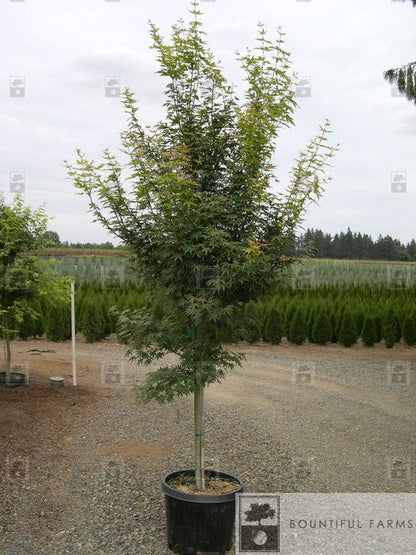 #20 Green Japanese Maple (clump)