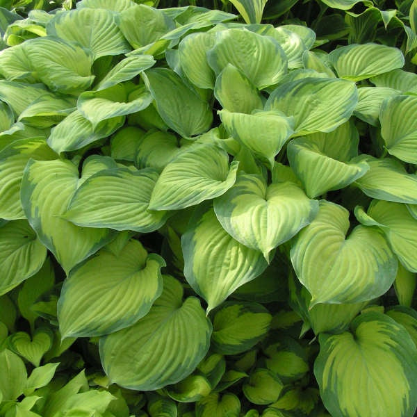 Hosta ‘Guacamole’
