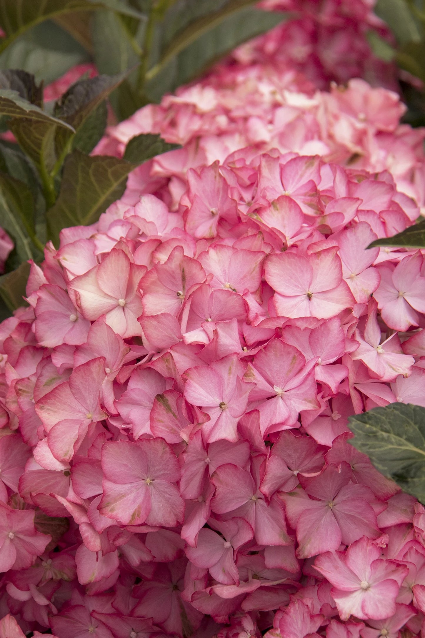 #2 Hydrangea macrophylla ‘Hamptons’ Hydrangea