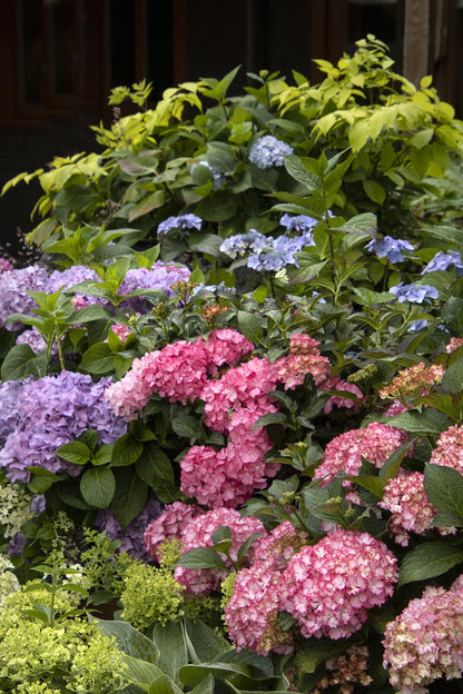 #2 Hydrangea macrophylla ‘Hamptons’ Hydrangea