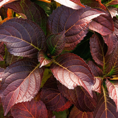 #2 Hydrangea macrophylla ‘Hamptons’ Hydrangea