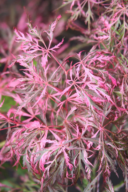 #15 Acer palmatum ‘Hana Matoi’ Japanese Maple