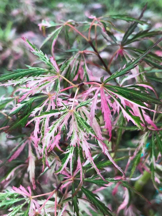 #15 Acer palmatum ‘Hana Matoi’ Japanese Maple
