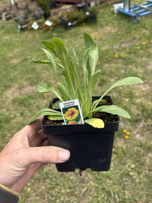 4” Arizona Apricot Blanket Flower