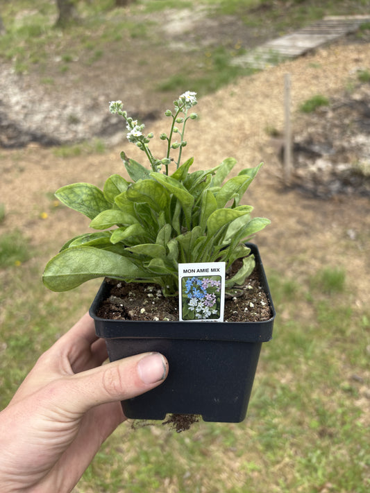 4” Myosotis ‘Mon Amie Mix’