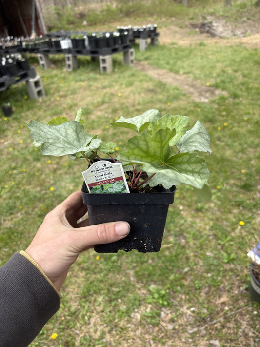 4” Heuchera ‘Dale’s Strain’