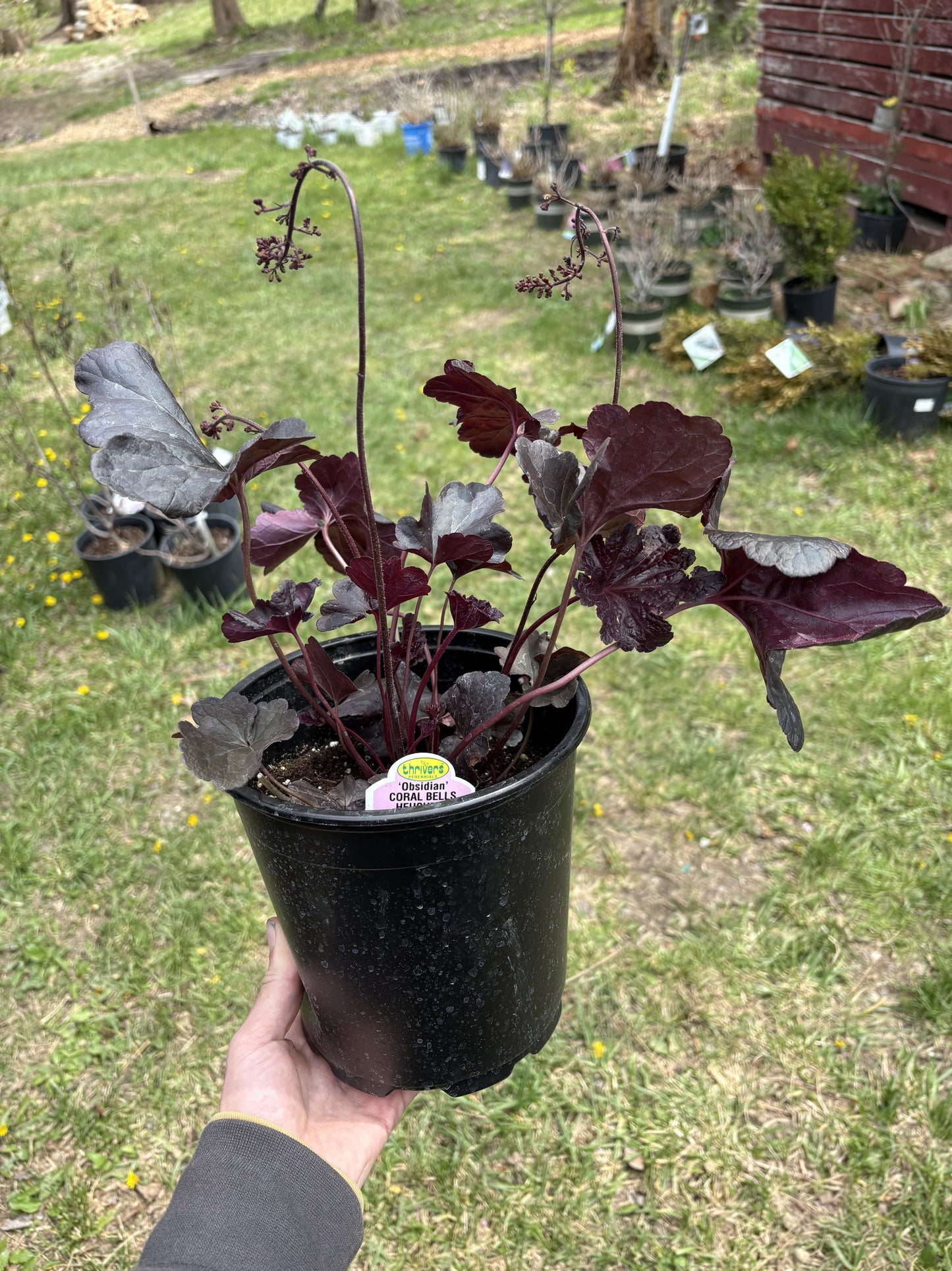 #1 Heuchera ‘Obsidian’