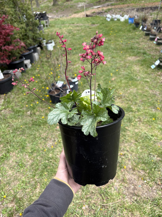 #1 Heuchera ‘Paris’