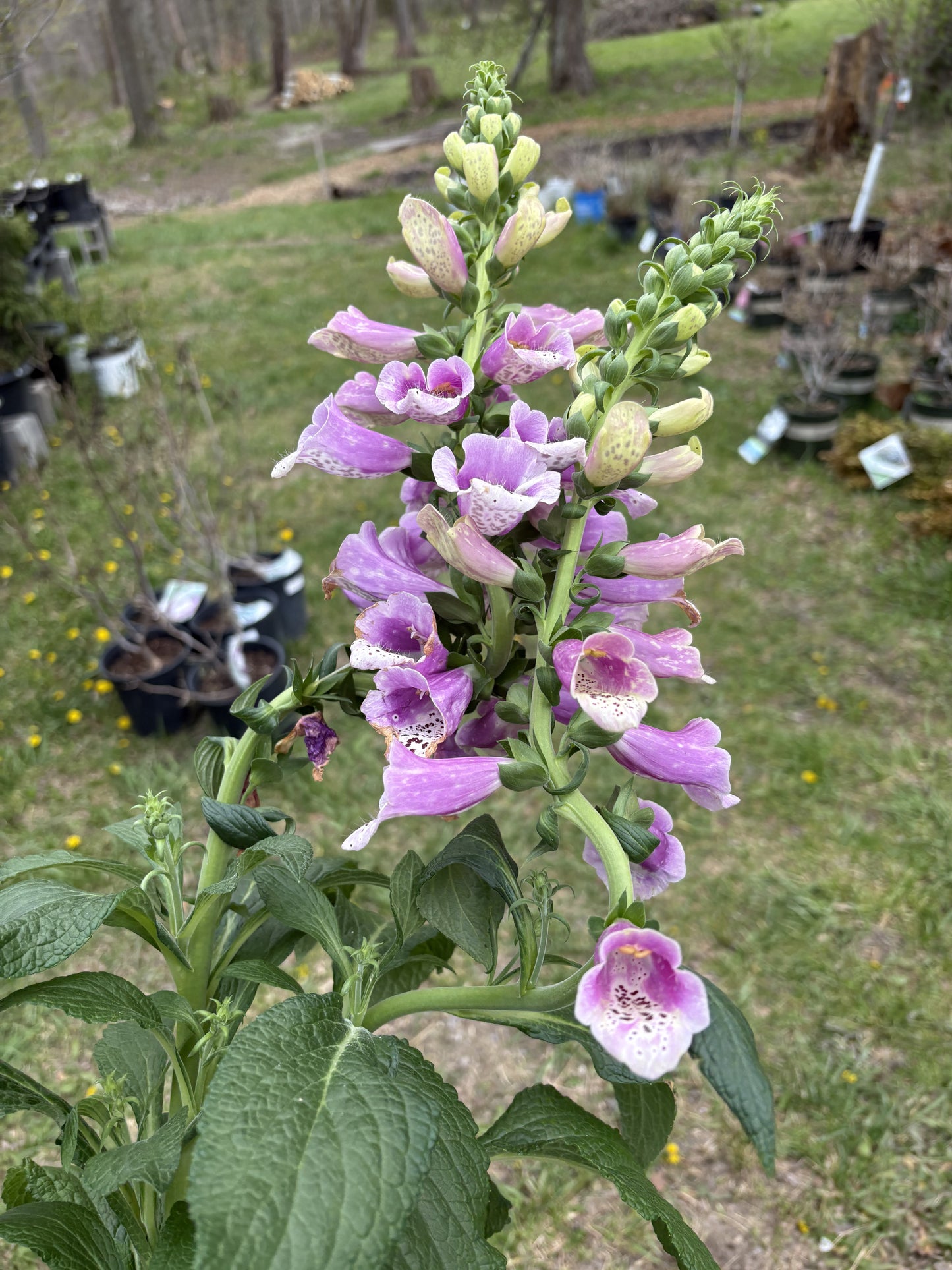 #1 Foxglove Dalmation Series