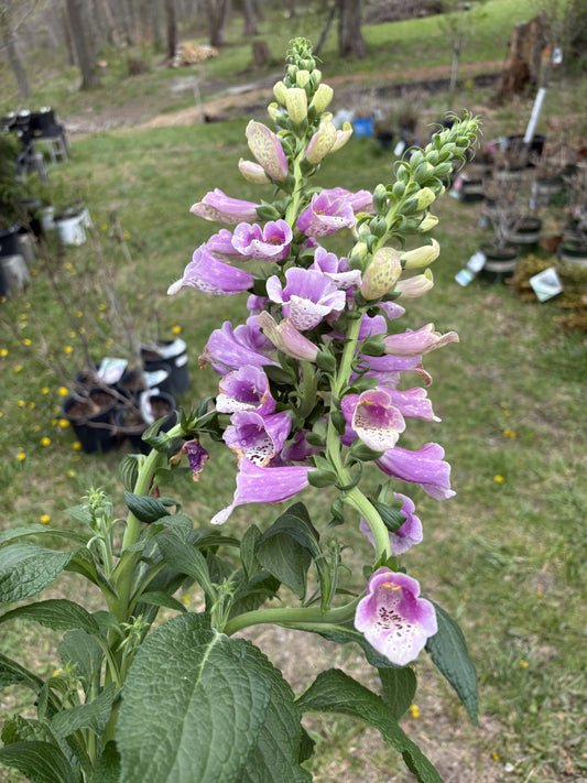 #1 Foxglove Dalmation Series