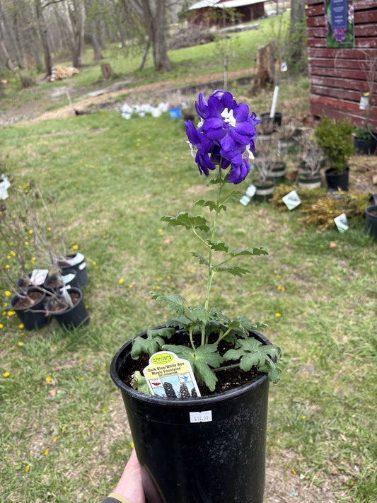 #1 Delphinium ‘Dark Blue/White Bee’