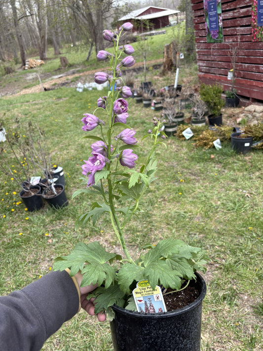 #1 Delphinium ‘Lilac Pink’
