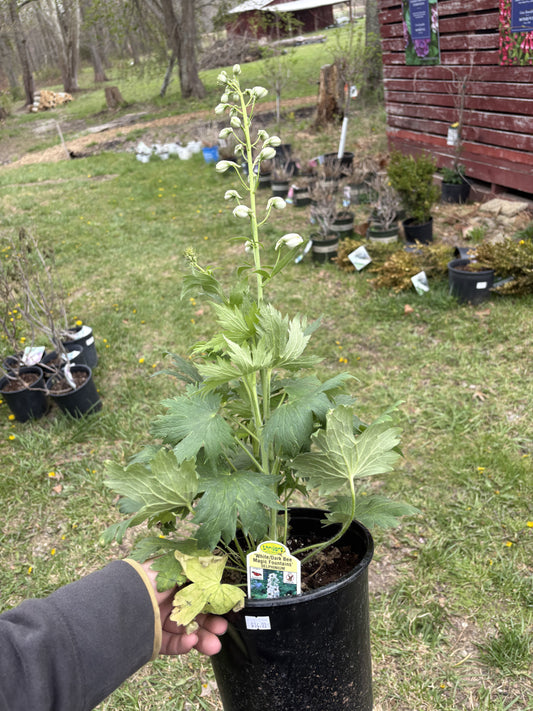 #1 Delphinium ‘White/Dark Bee’