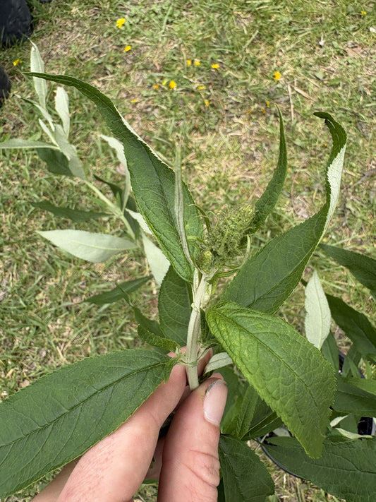 #1 Butterfly Bush ‘Black Knight’