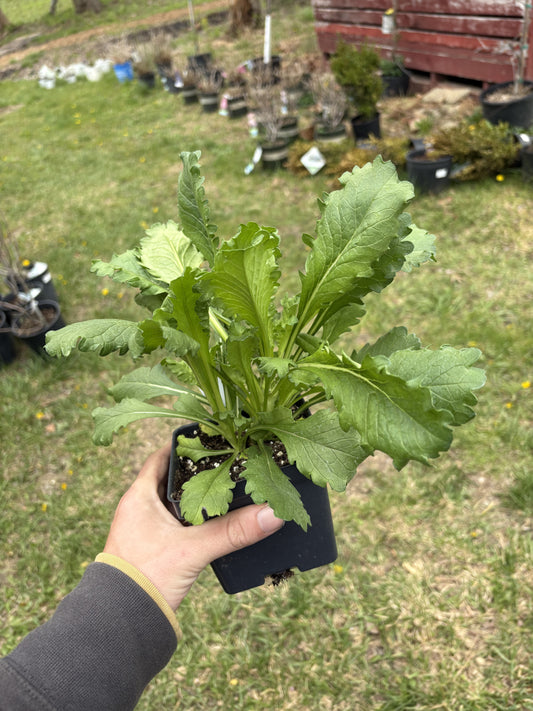 4” Scabiosa ‘Summer Fruits’