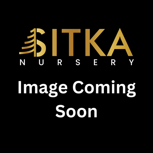 Rocky Mountain Glow® Maple