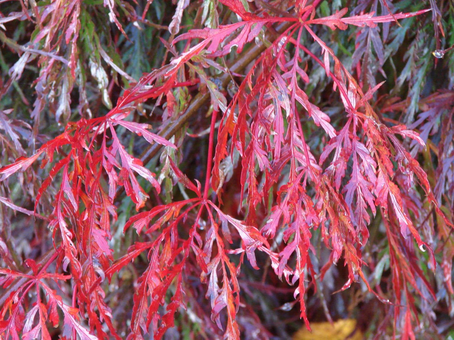 #10 Acer palmatum dissectum ‘Inaba Shidare’ Japanese Maple (3–4 ft)