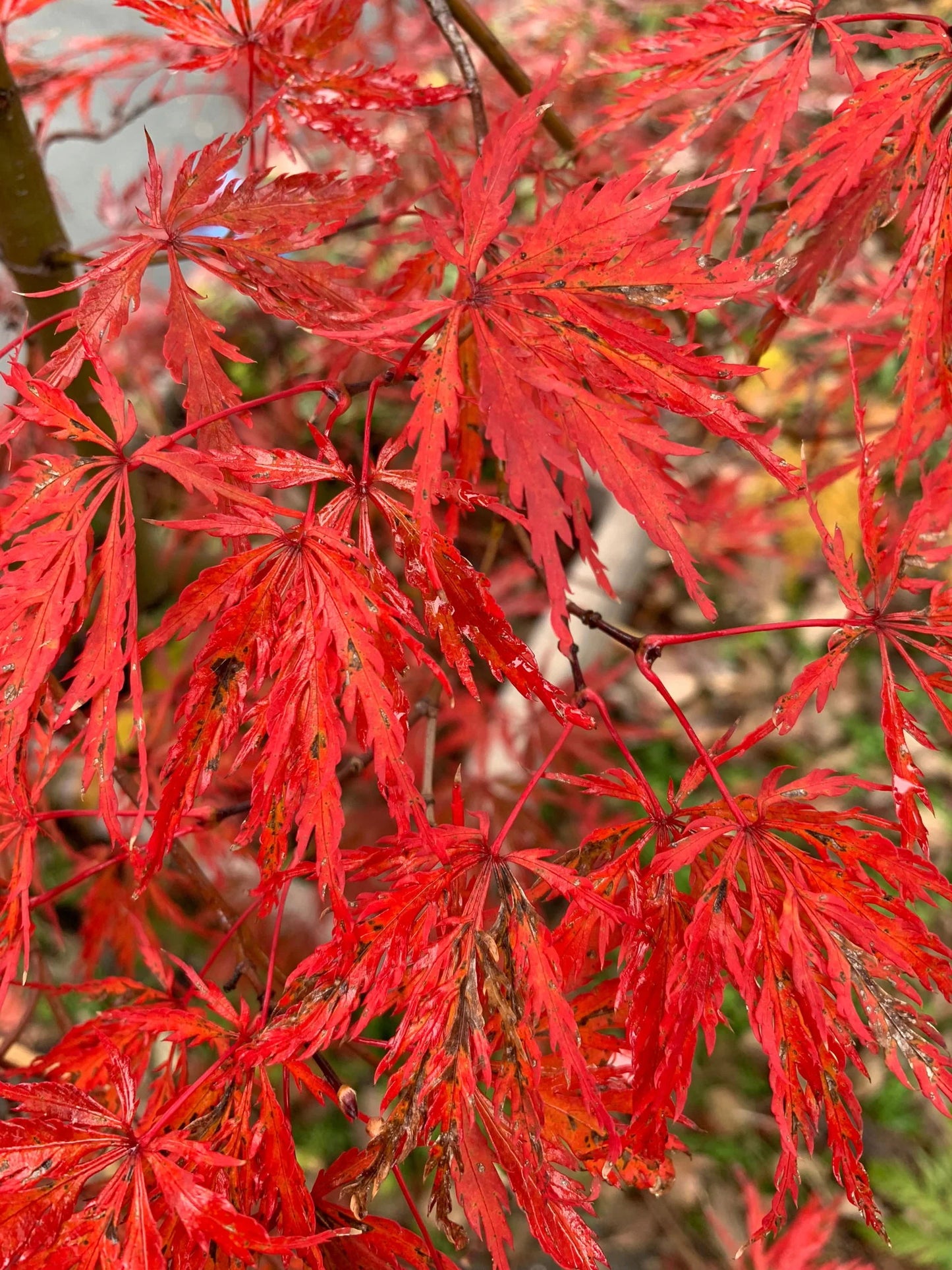 #10 Acer palmatum dissectum ‘Inaba Shidare’ Japanese Maple (3–4 ft)