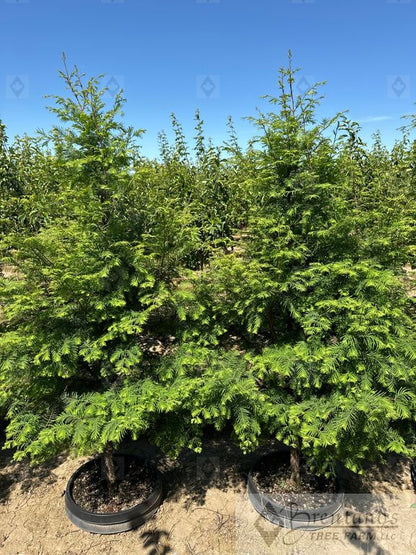 Jade Prince® Dawn Redwood